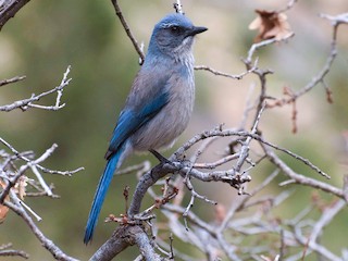 ウッドハウスカケス - eBird