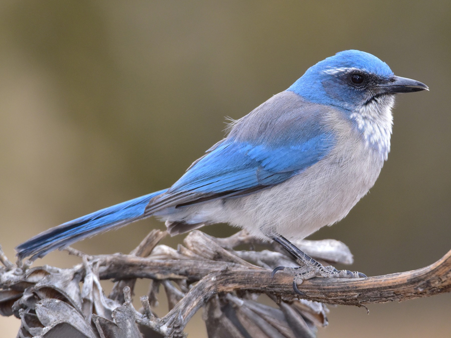 Woodhouse S Scrub Jay Ebird