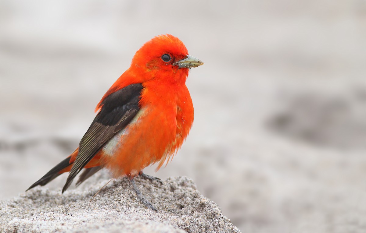 Scarlet Tanager - ML302376551