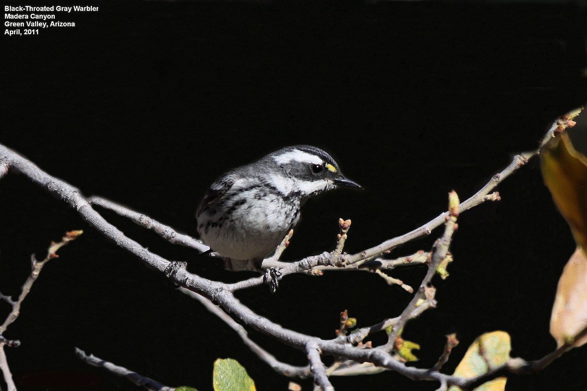 Black-throated Gray Warbler - Tom Moxley