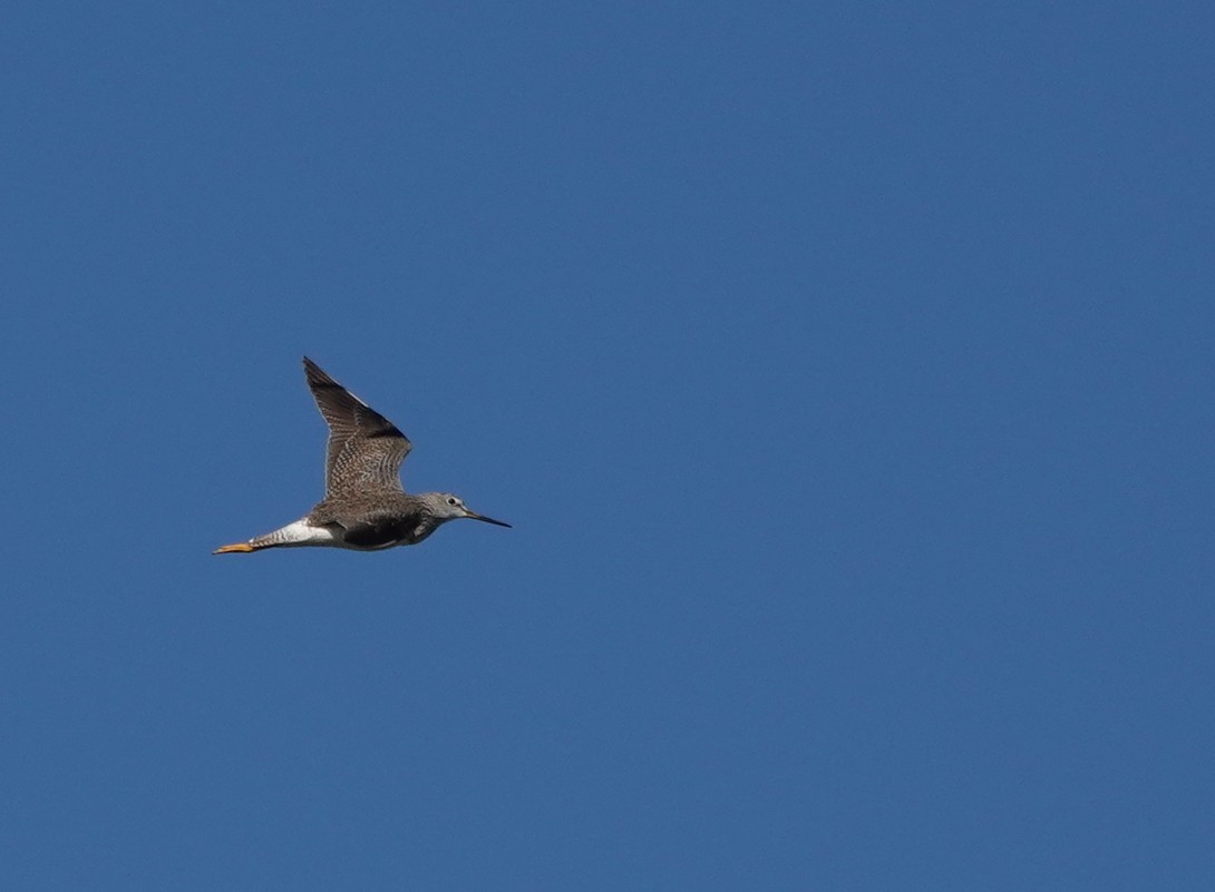 Greater Yellowlegs - Kathryn Young