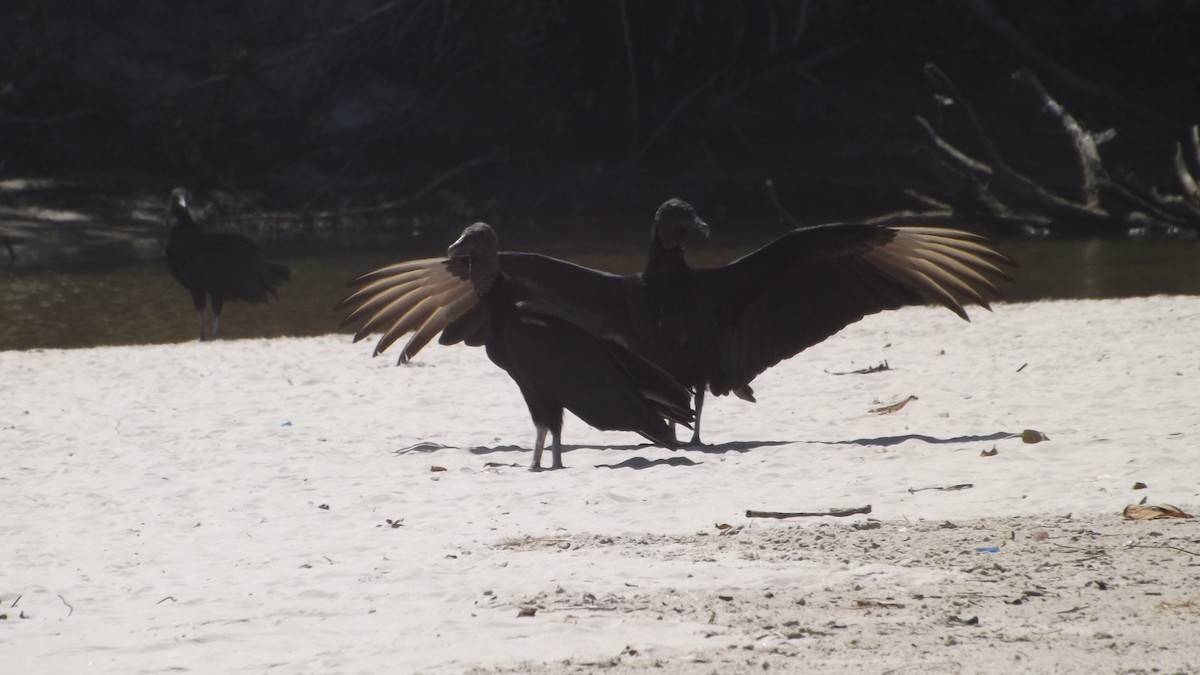 Black Vulture - Margaret Timothy Burgess