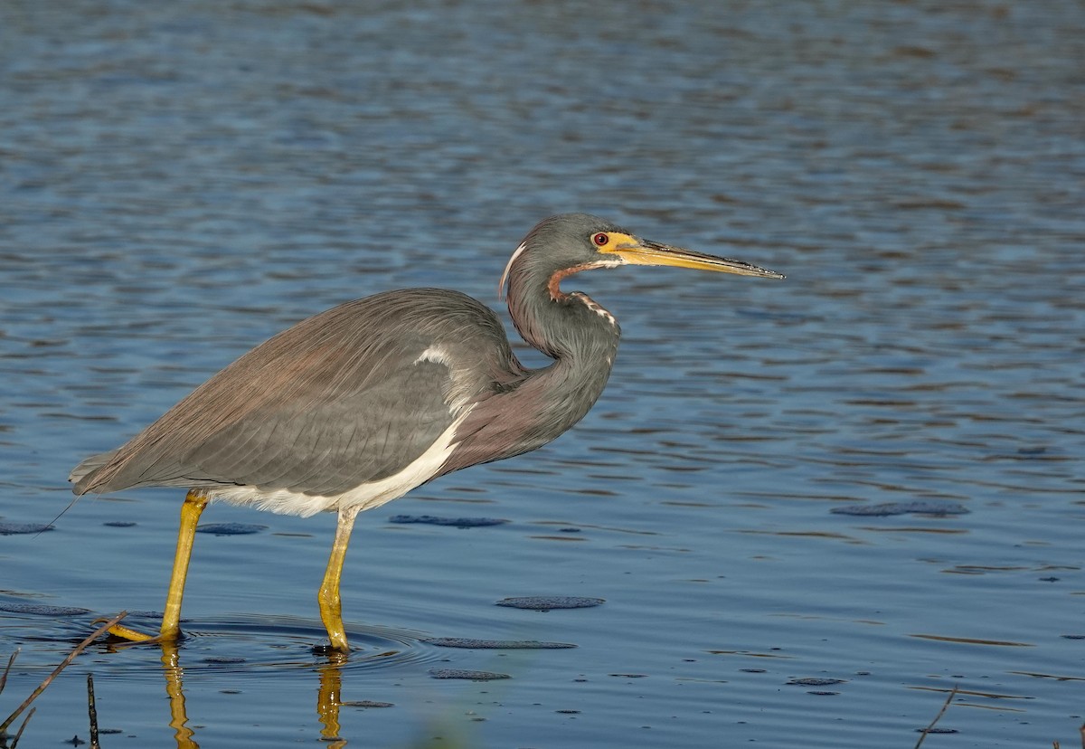 Tricolored Heron - Kathryn Young