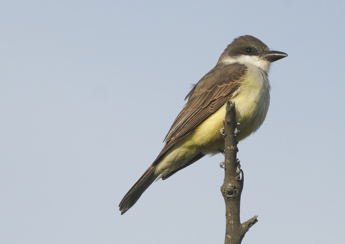 Thick-billed Kingbird - Anonymous