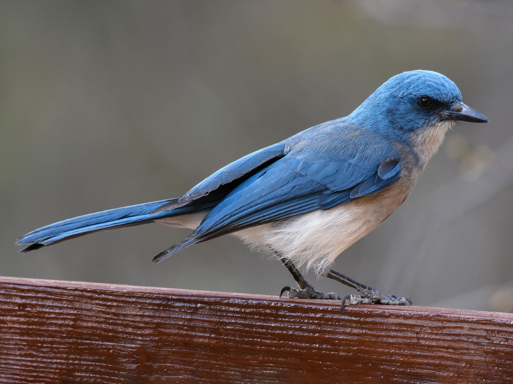 Mexican Jay - eBird