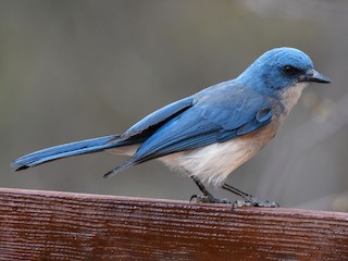Mexican Jay - eBird