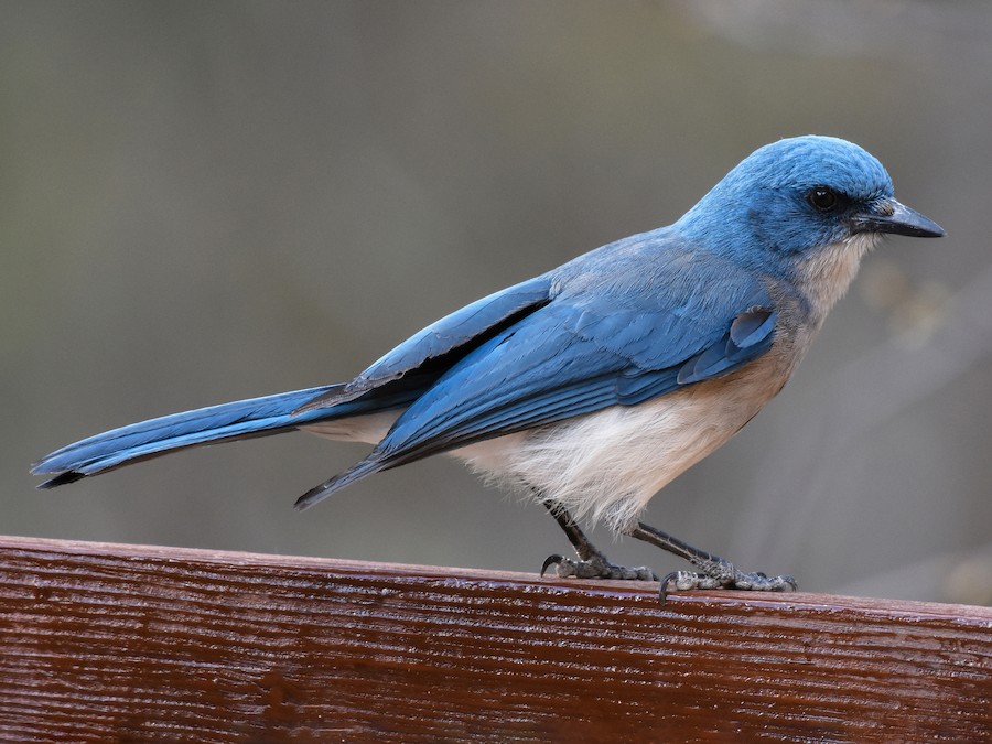 Blue Jay - eBird