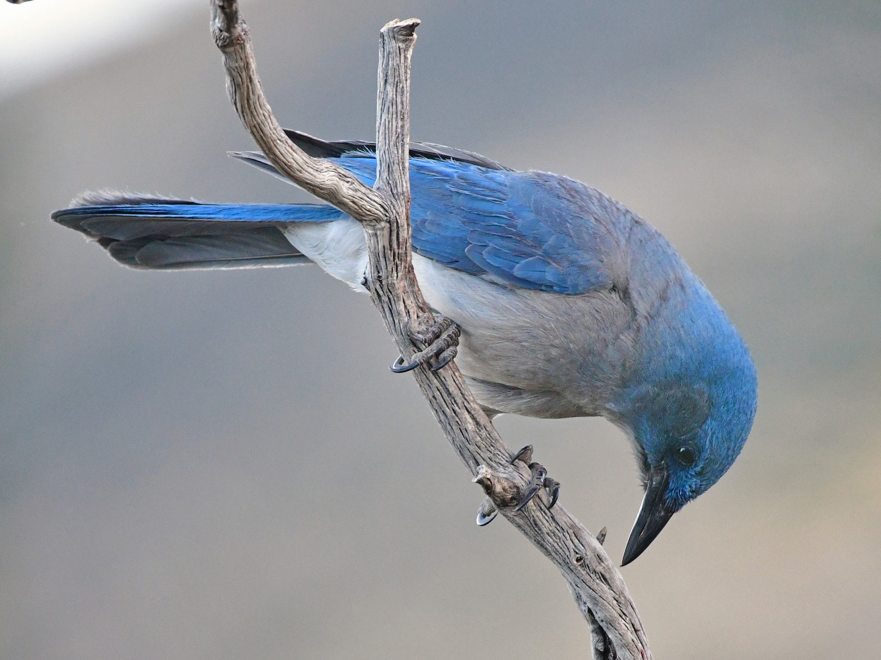 jersey blue jays mexico