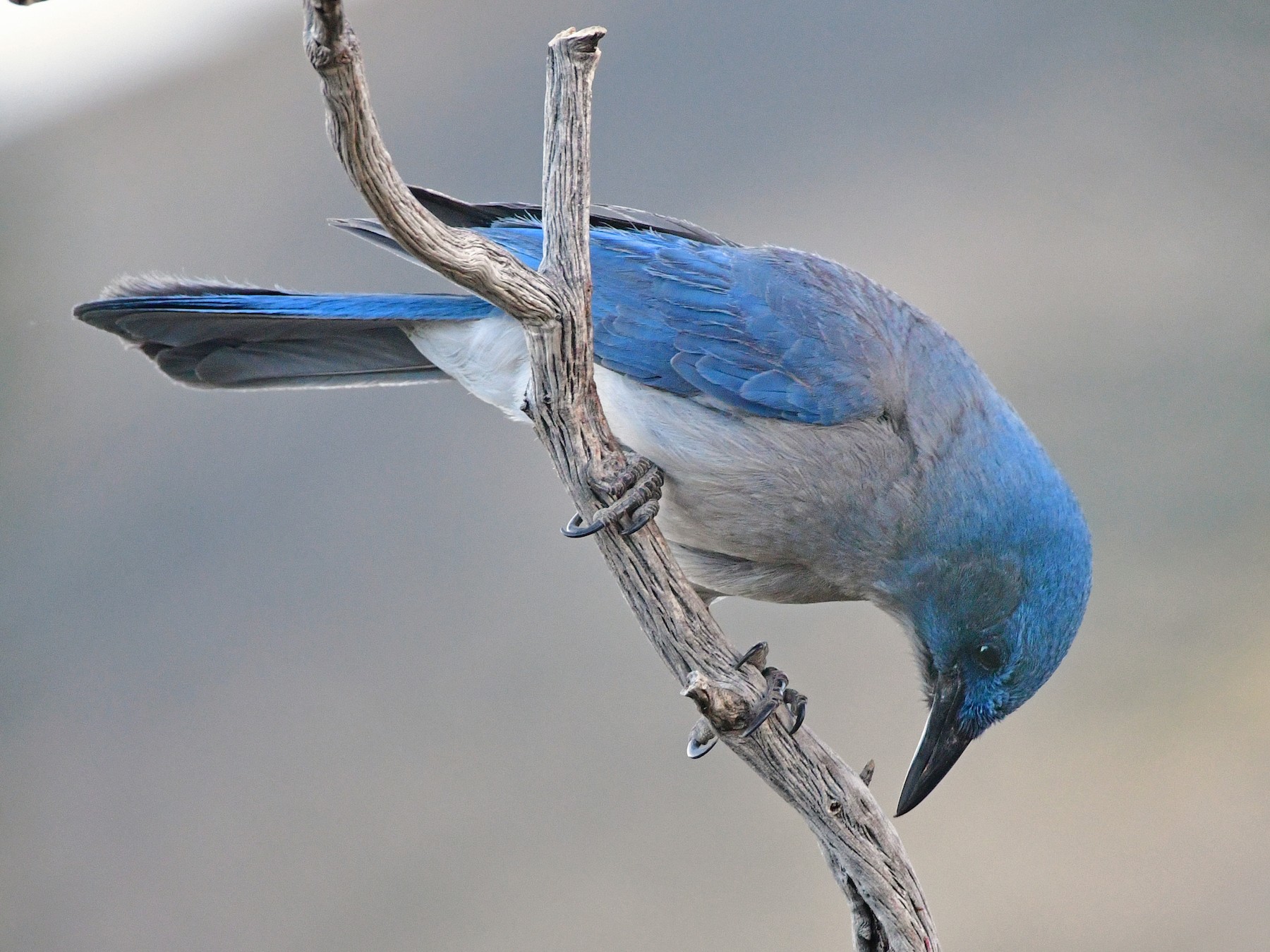 Mexican Jay - Bryan Calk