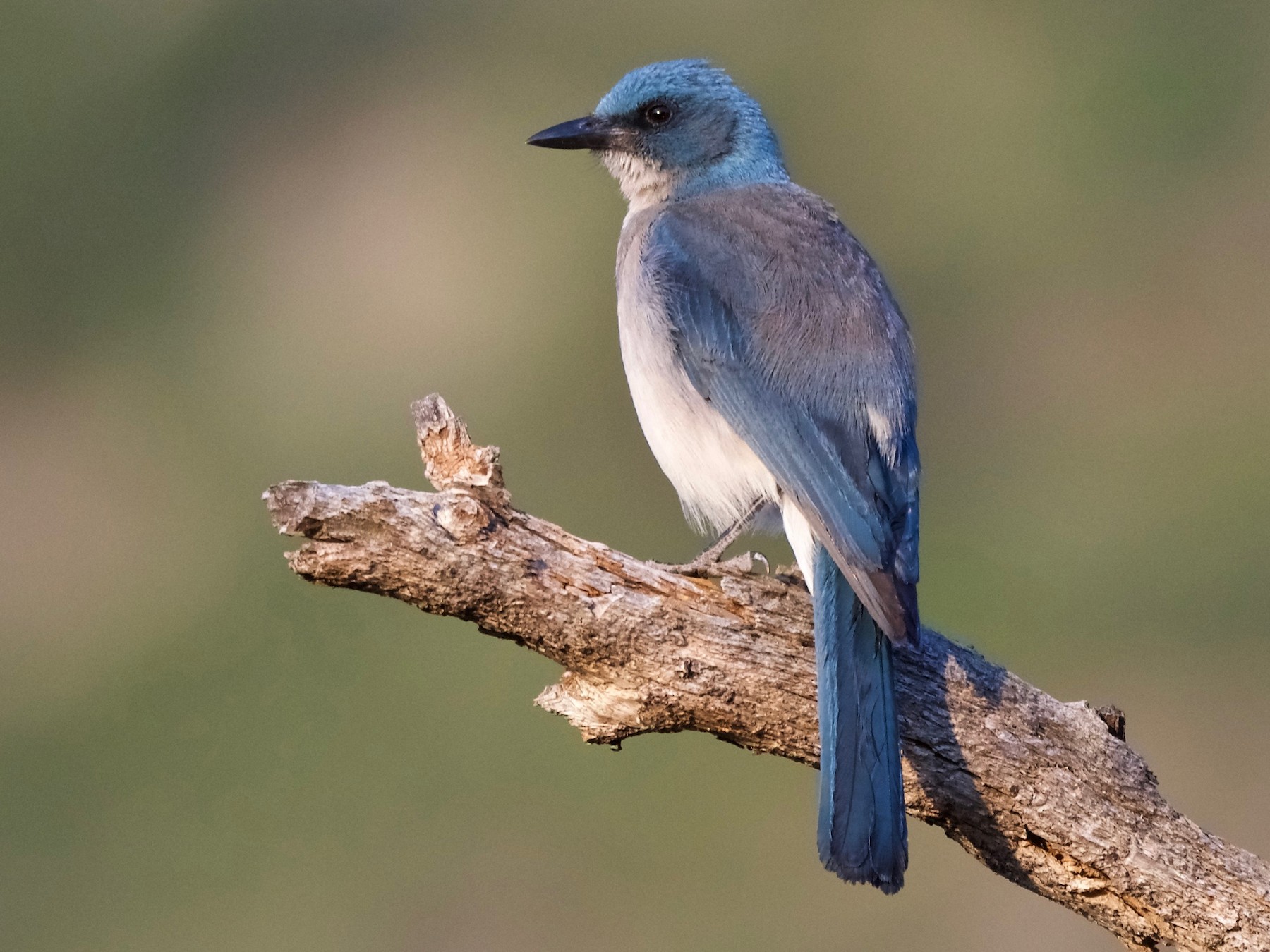 Mexican Jay - Jamie Baker