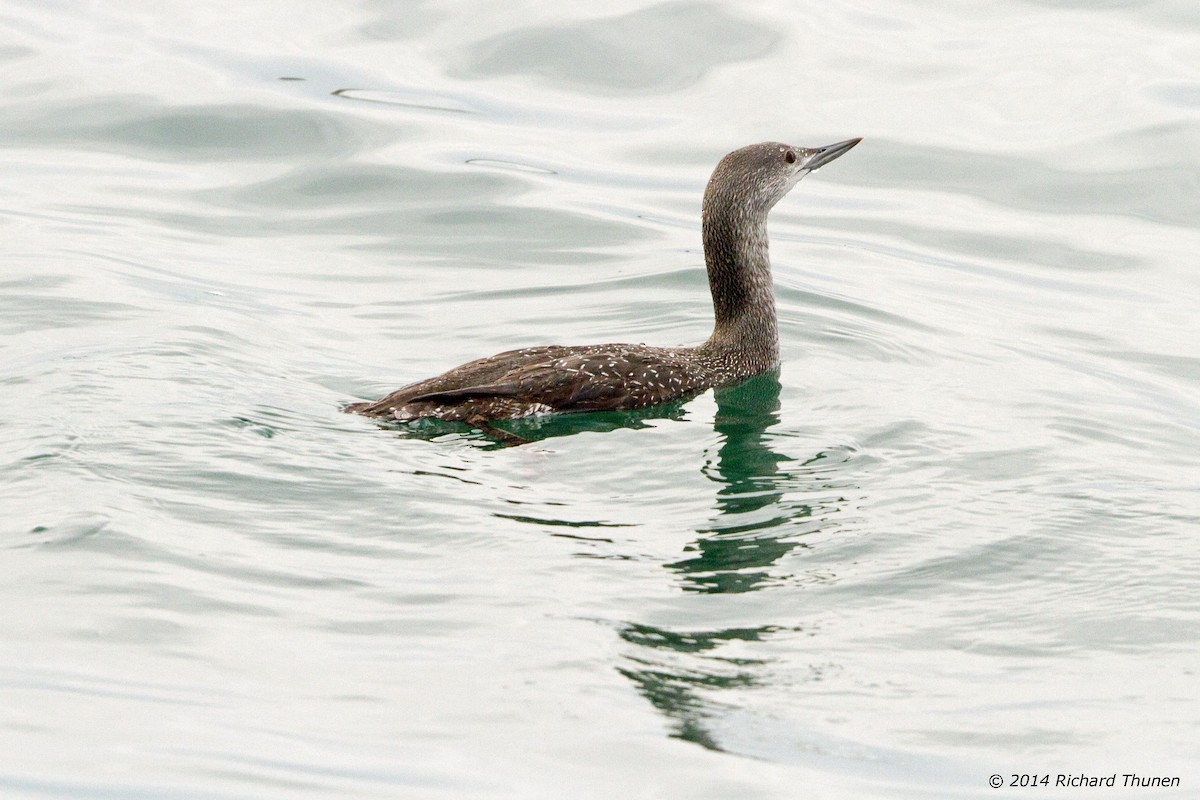 Red-throated Loon - ML302388661
