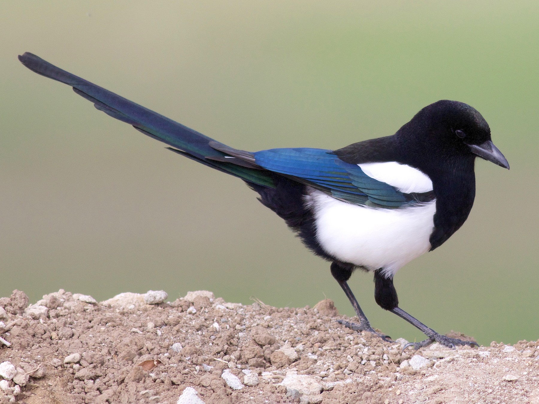 Black-billed Magpie - eBird