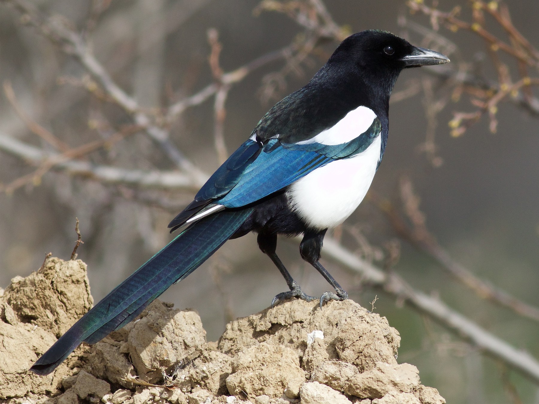 Sound Black Billed Magpie