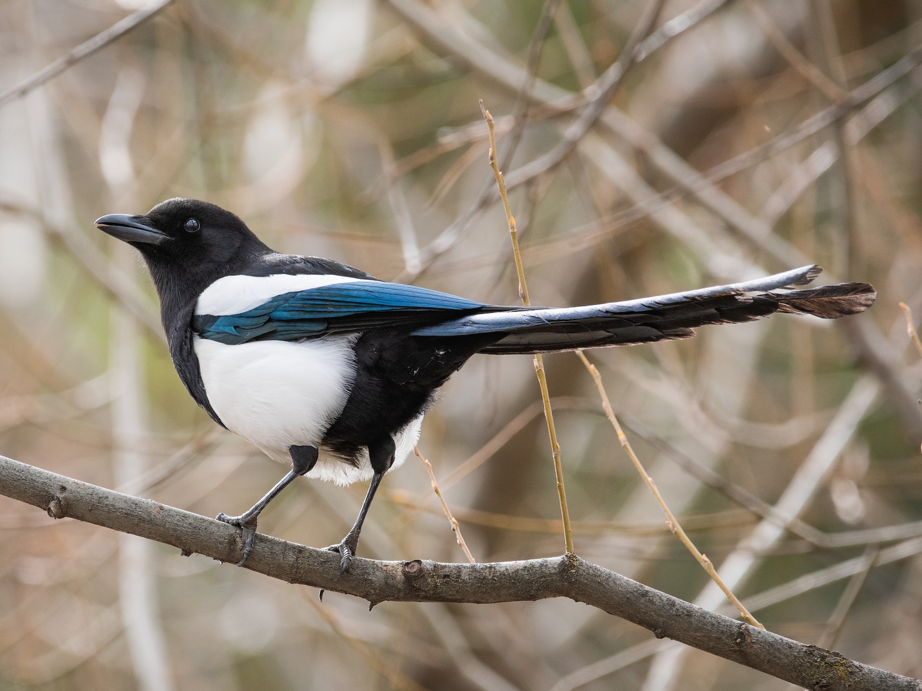 Black-billed Magpie - Mason Maron