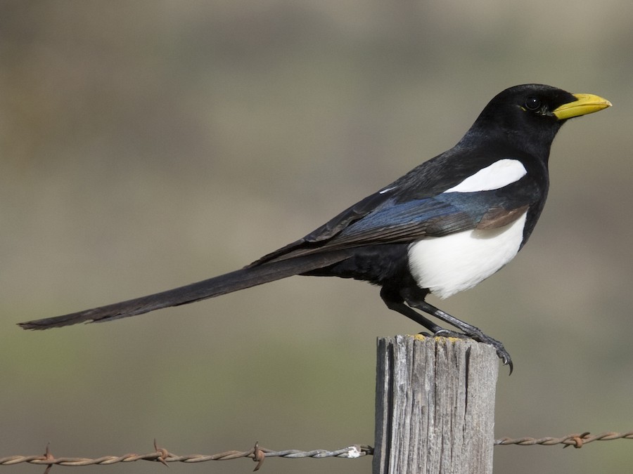 Black-and-white Warbler Identification, All About Birds, Cornell