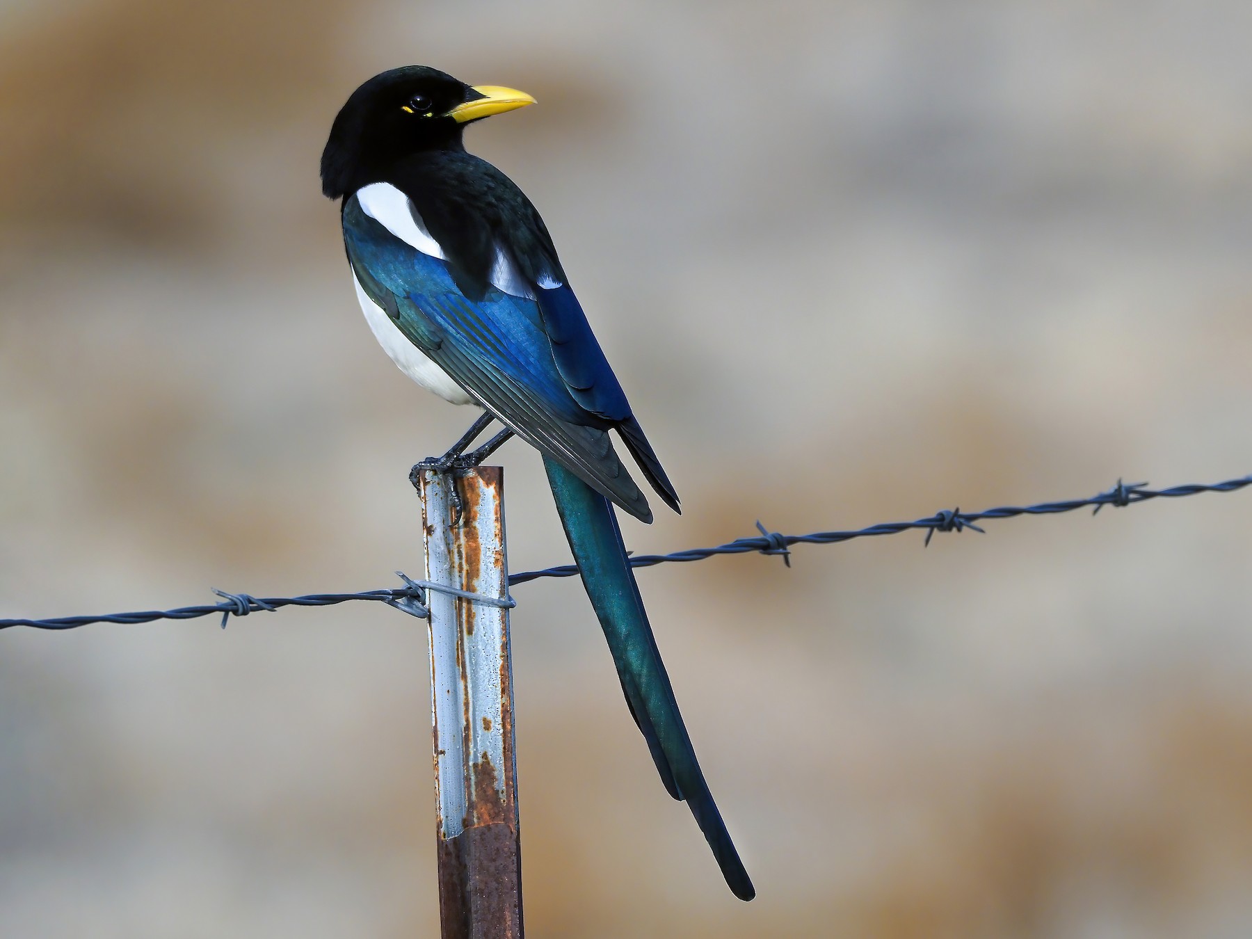 Yellow-billed Magpie - Andrew Spencer