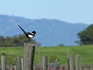キバシカササギ - eBird