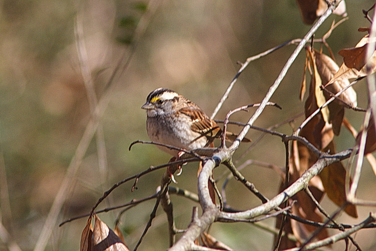 White-throated Sparrow - ML302395101