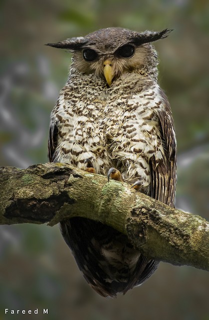 Spot Bellied Eagle Owl Ebird