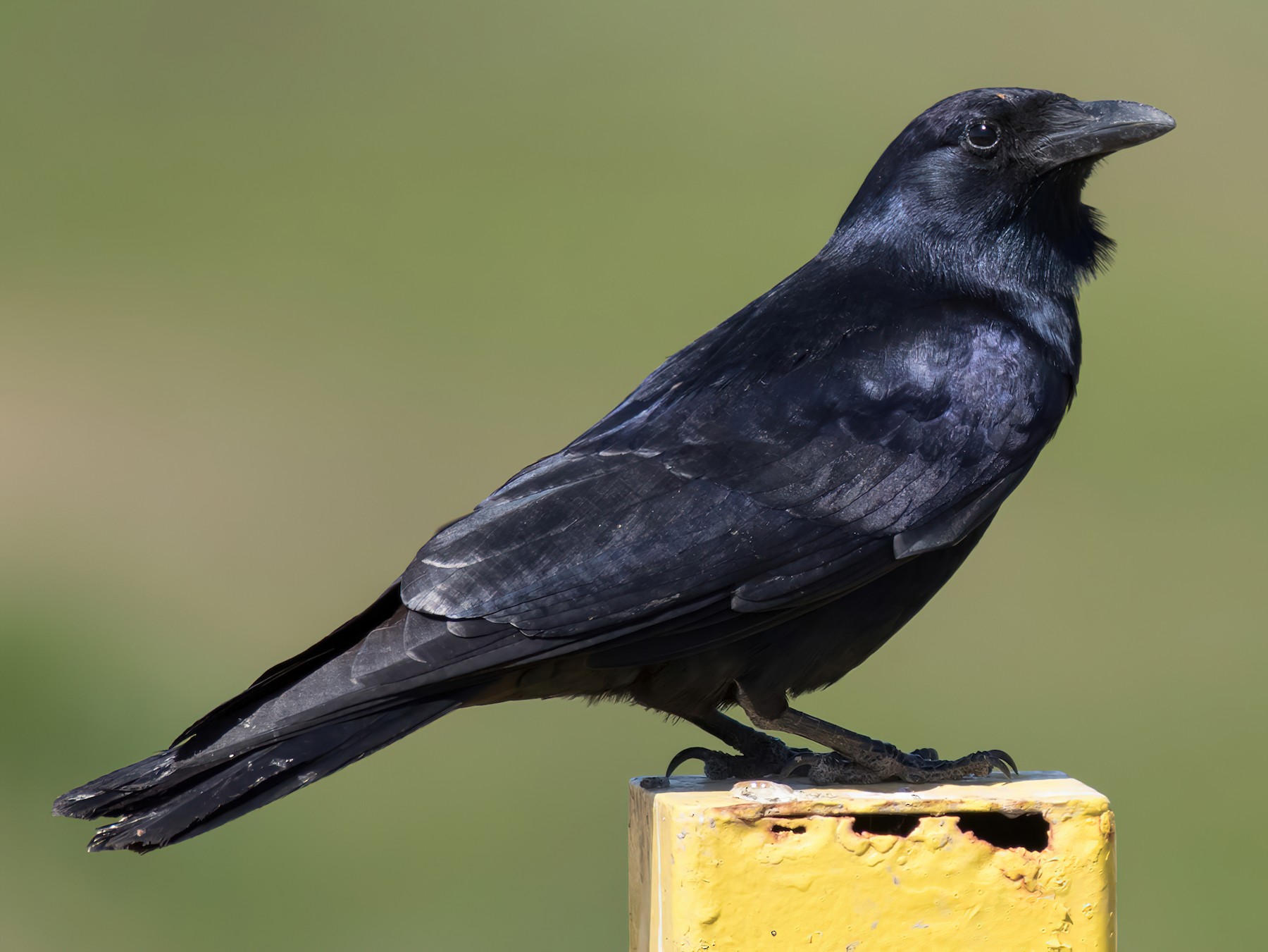 Tamaulipas Crow - eBird