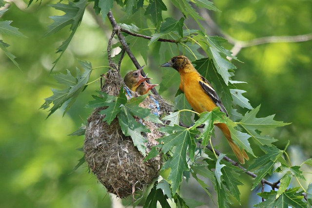 Female Baltimore Oriole feeding young. - Baltimore Oriole - 