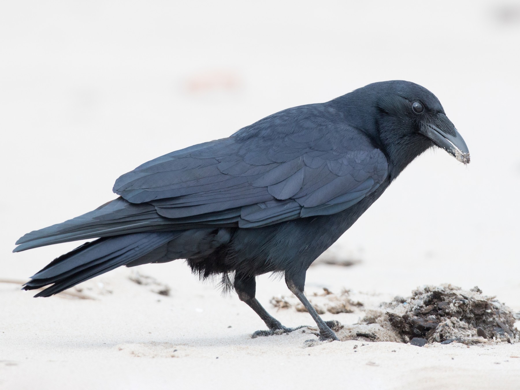 Identification Pitfalls--Crows and Ravens - eBird