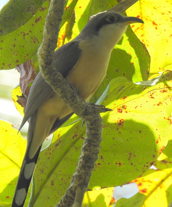 Mangrove Cuckoo - ML302405991