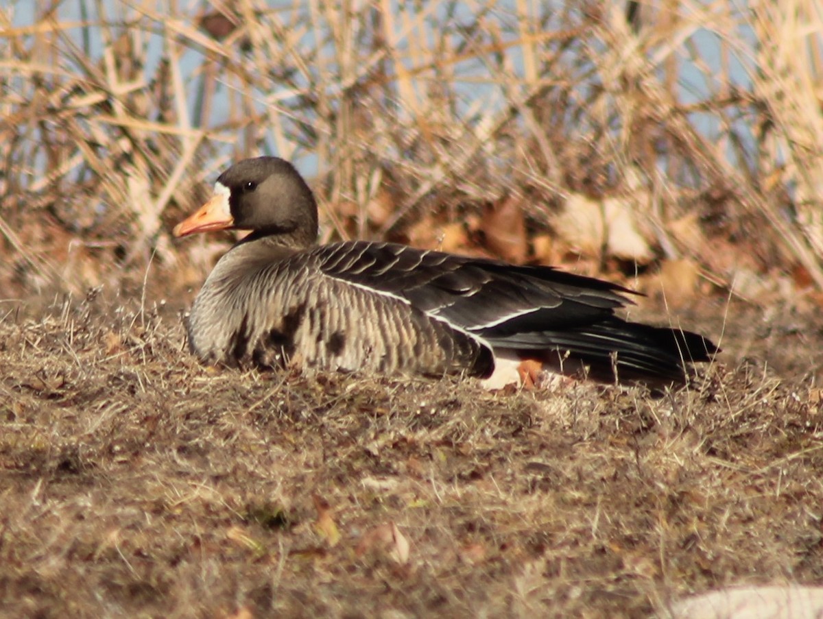 Greater White-fronted Goose - ML302407791