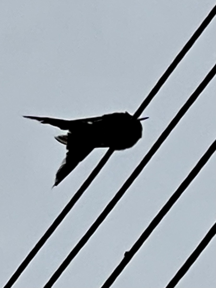 Swallow-tailed Hummingbird - ML302410171