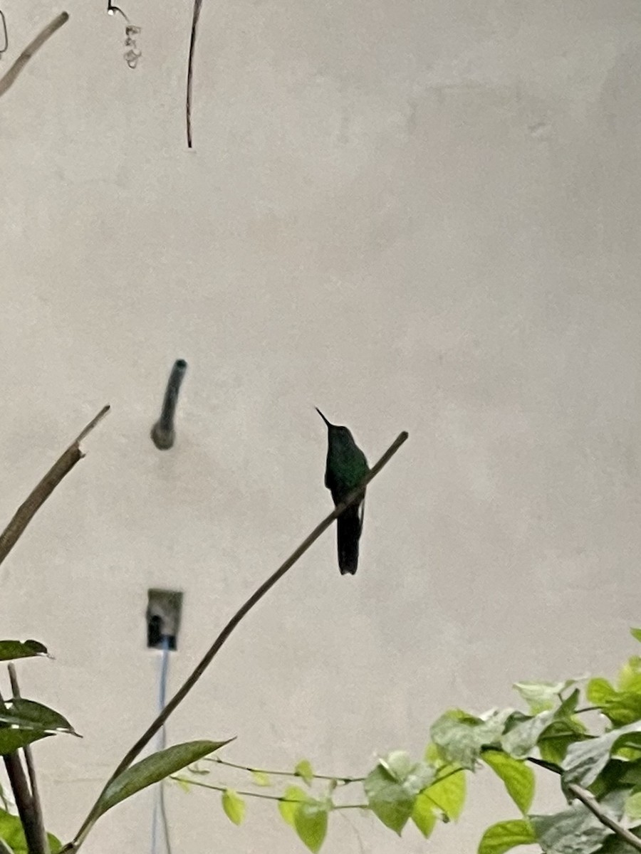 Swallow-tailed Hummingbird - Clarisse Odebrecht