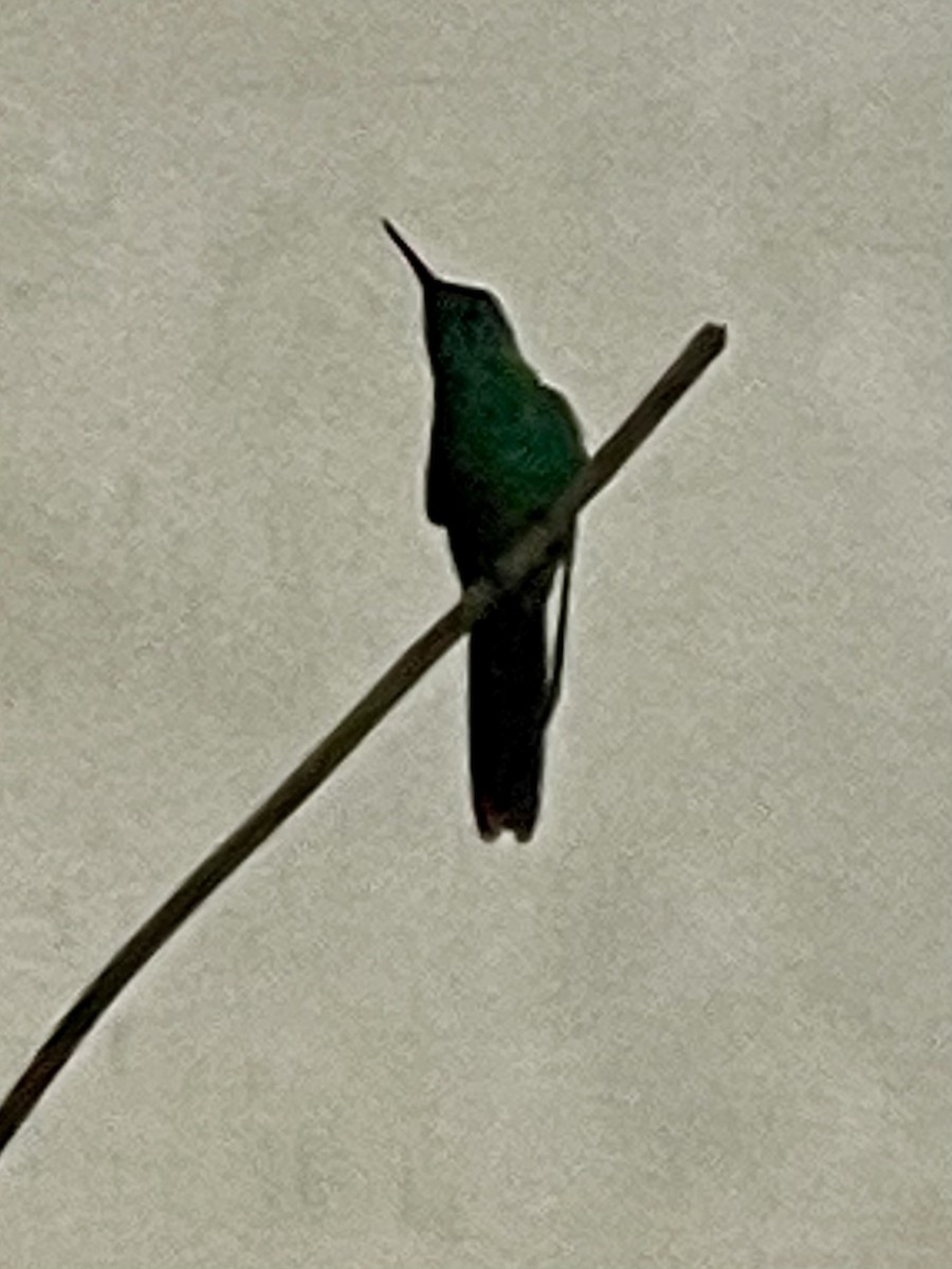 Swallow-tailed Hummingbird - ML302410191