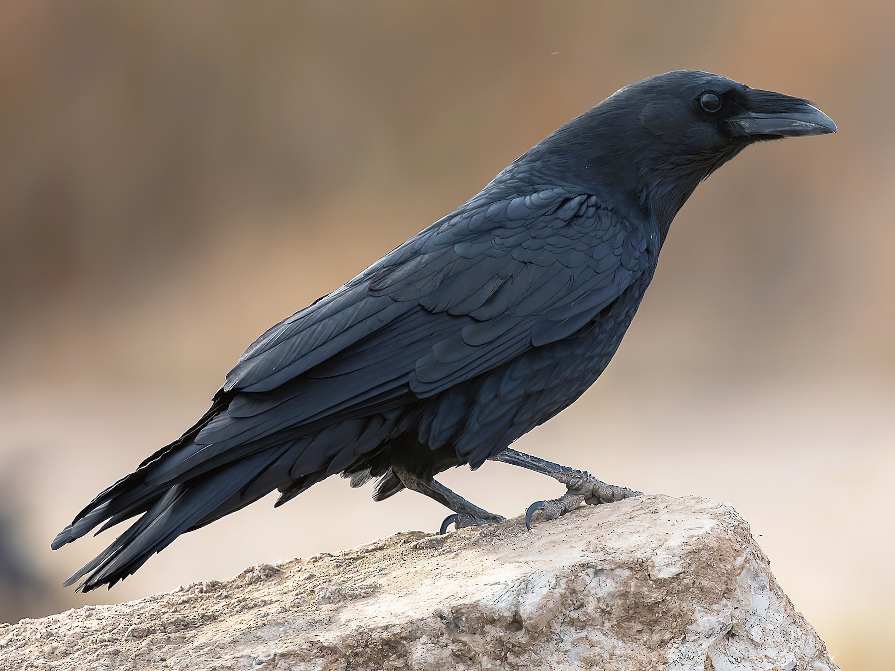 Corbeau à cou blanc - eBird