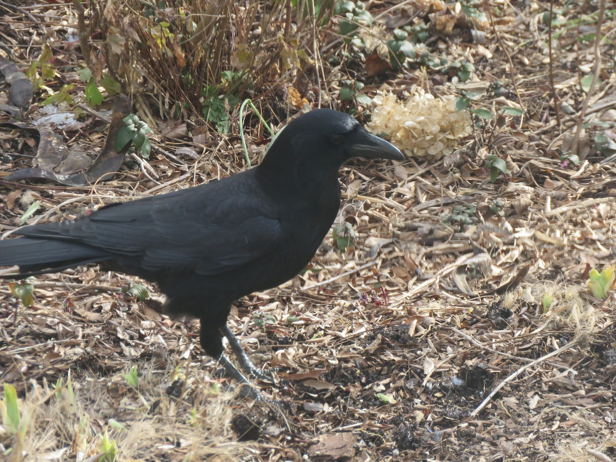 crow sp. - ML302414191