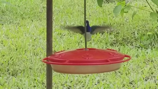kolibřík bělokrký - ML302421721