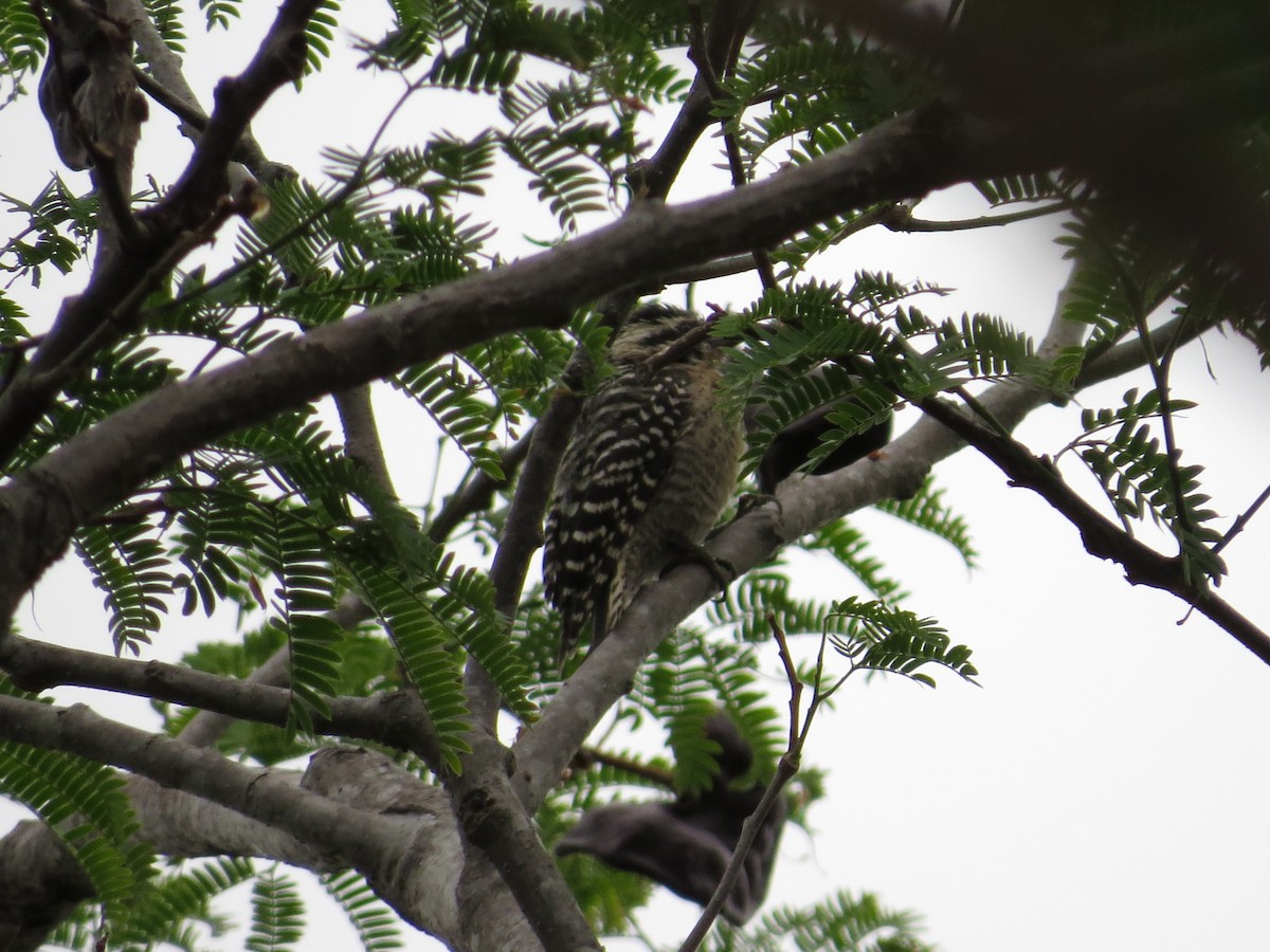 Ladder-backed Woodpecker - Oveth Fuentes
