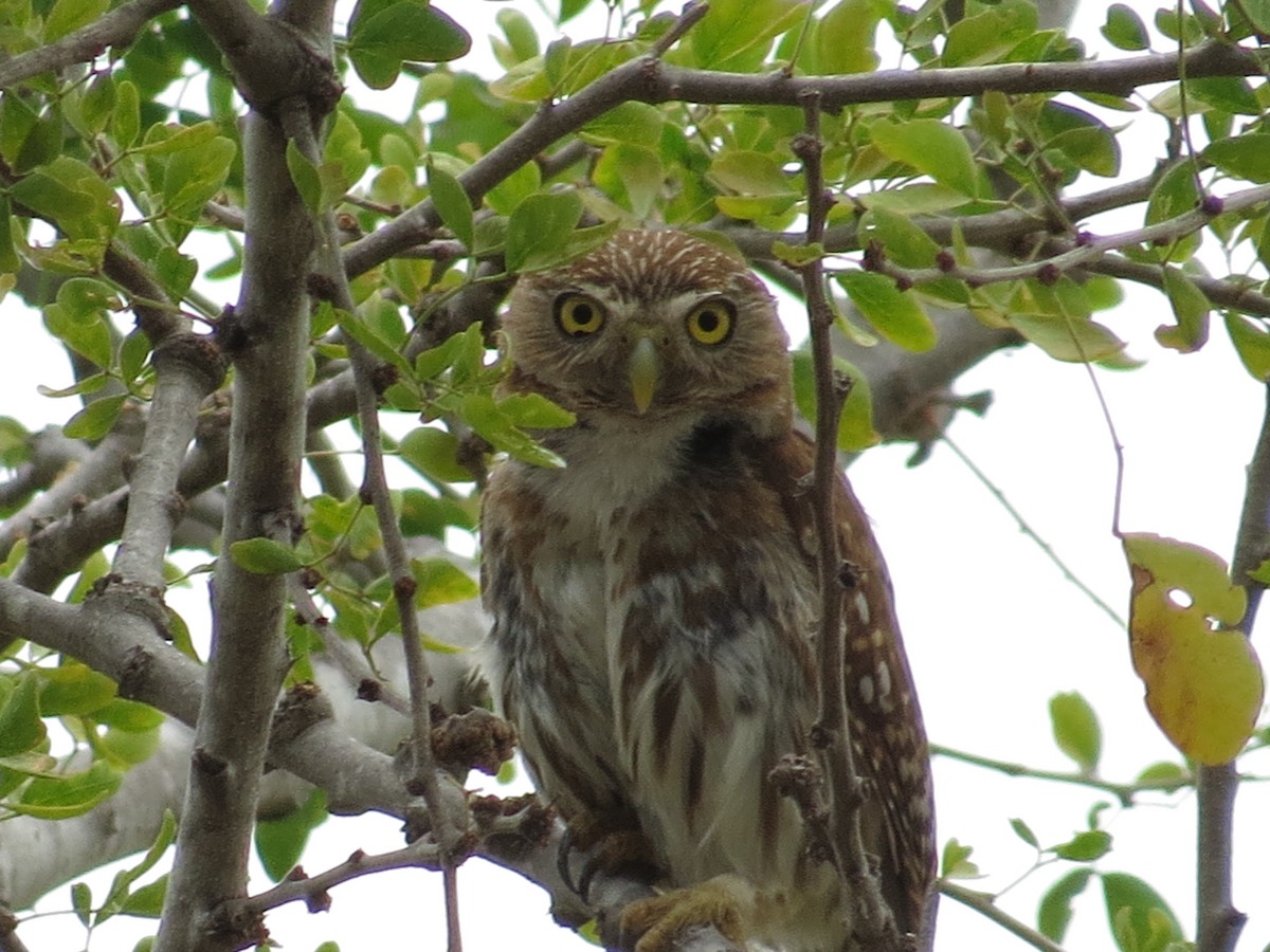 Ferruginous Pygmy-Owl - Oveth Fuentes