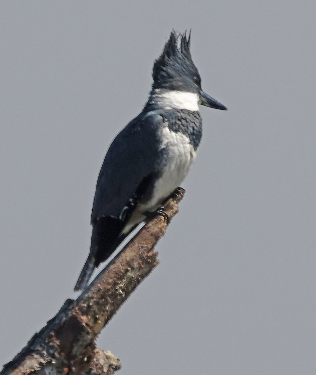 Belted Kingfisher - ML302429441