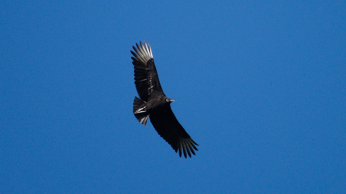 Black Vulture - ML302442611