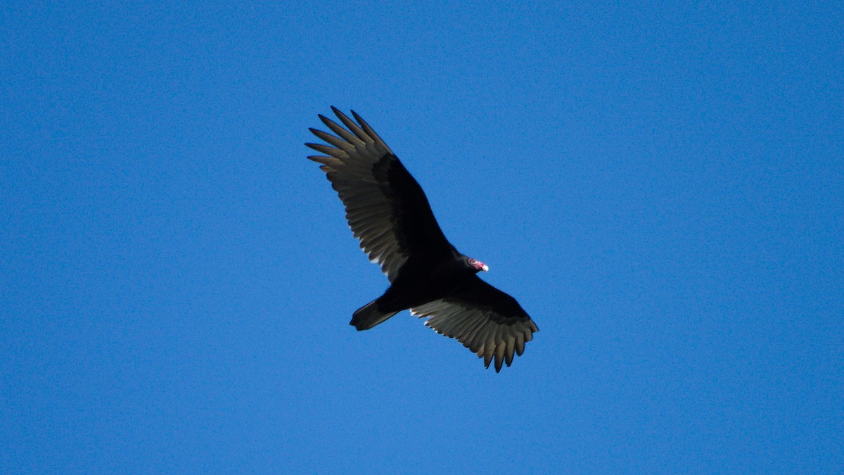 Turkey Vulture - ML302442631
