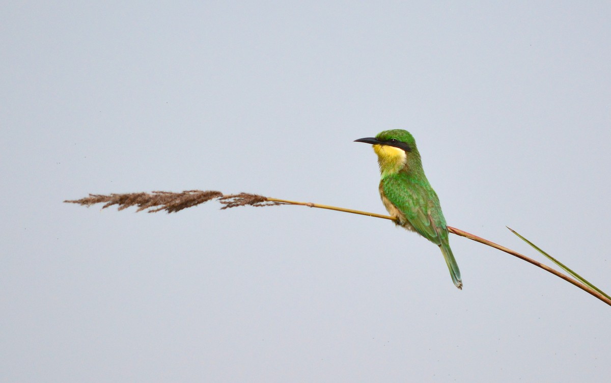 Little Bee-eater - Ryan Treves