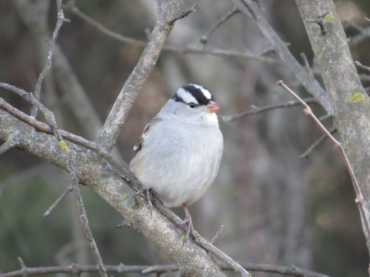 White-crowned Sparrow - ML302444331