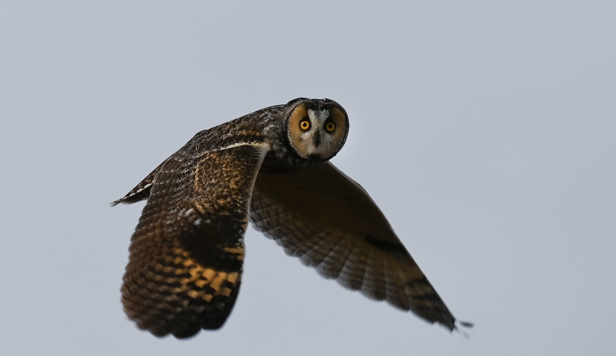 Long-eared Owl - Luke Pearson