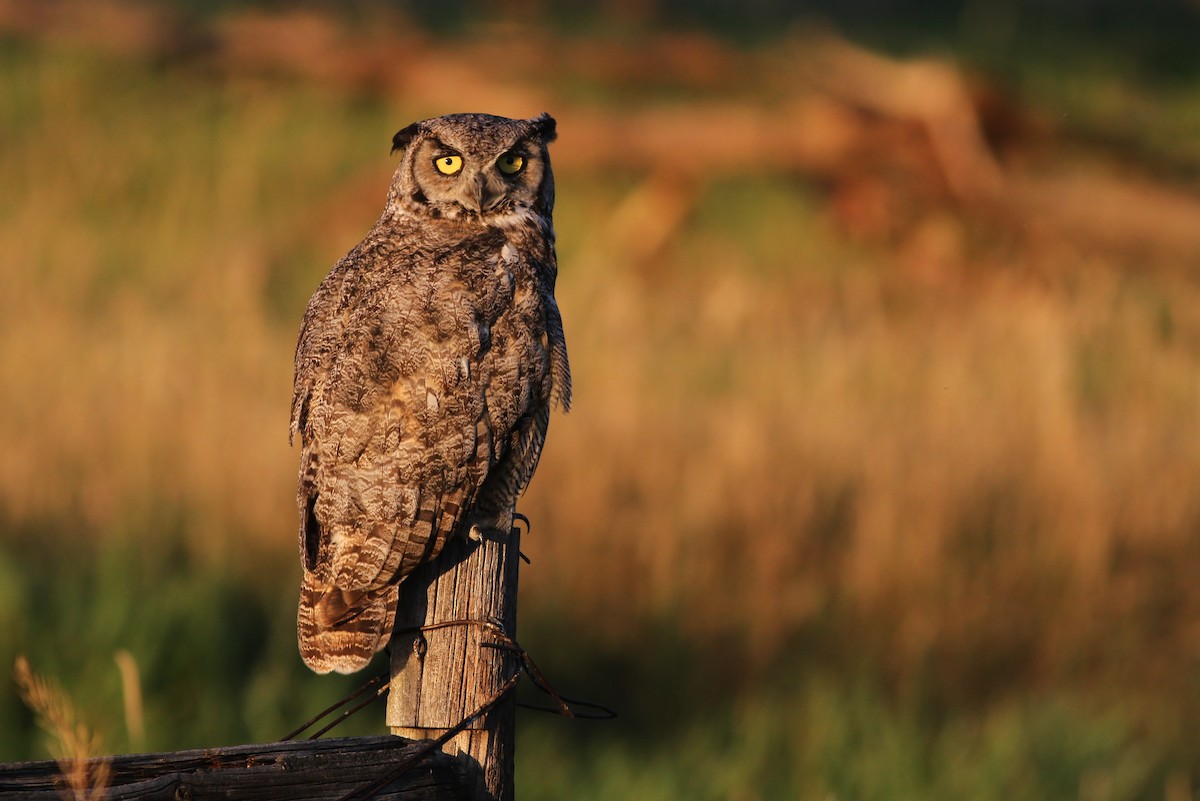 Great Horned Owl - Alex Lamoreaux