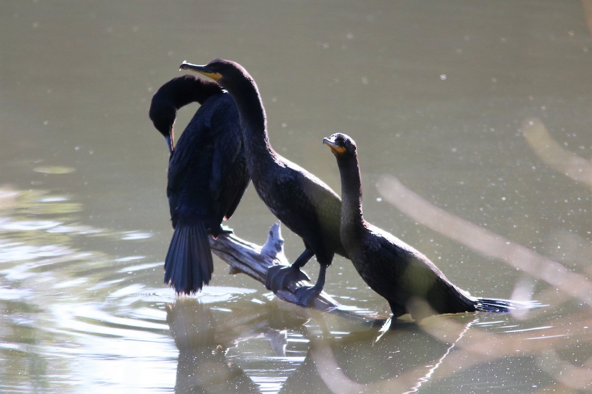 Double-crested Cormorant - Gordon Black