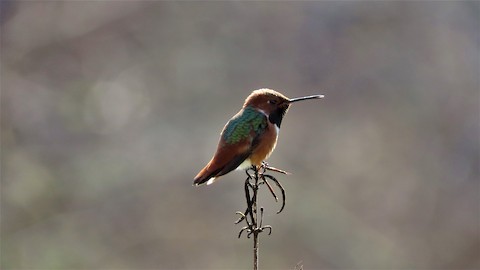 Allen's Hummingbird - Lena Hayashi