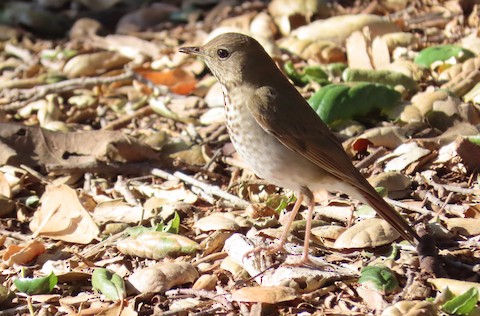 Hermit Thrush - Lena Hayashi