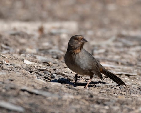 California Towhee - Lena Hayashi