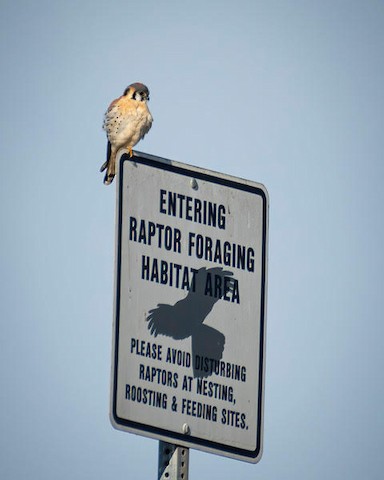 American Kestrel - Lena Hayashi