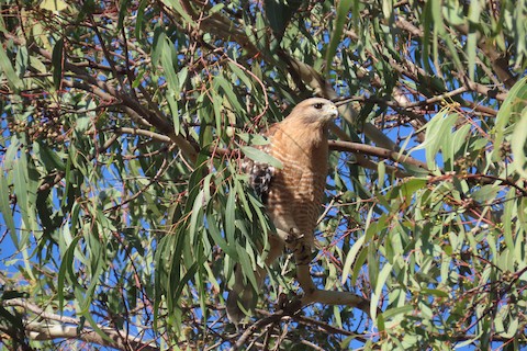 Red-shouldered Hawk - Lena Hayashi