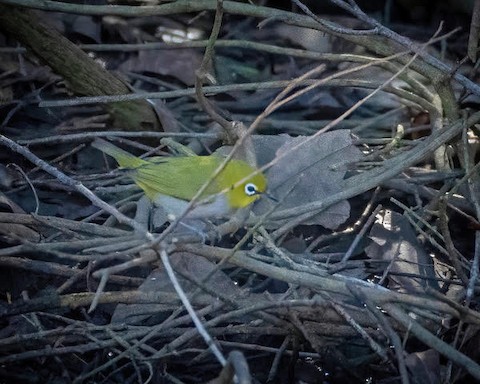 Swinhoe's White-eye - Lena Hayashi